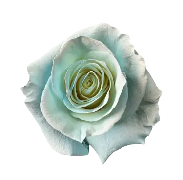 M. Crystal Acqua